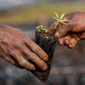 Planting young tree for environmental conservation and climate change mitigation.