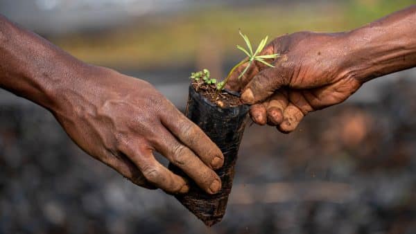 Planting young tree for environmental conservation and climate change mitigation.