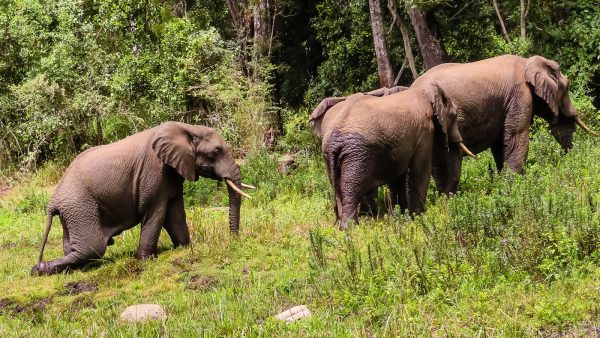 Elephants walking through lush green forest supporting conservation efforts for people and planet.
