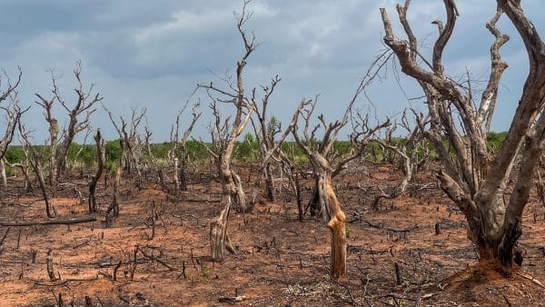 Dead trees in a drought-stricken landscape.