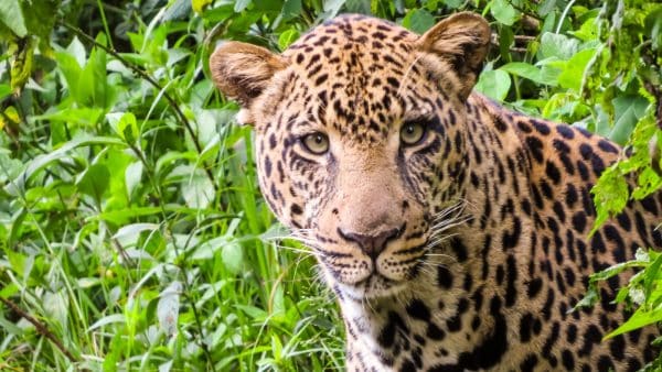 Majestic jaguar in lush green jungle, wildlife conservation, endangered species, rainforest habitat.
