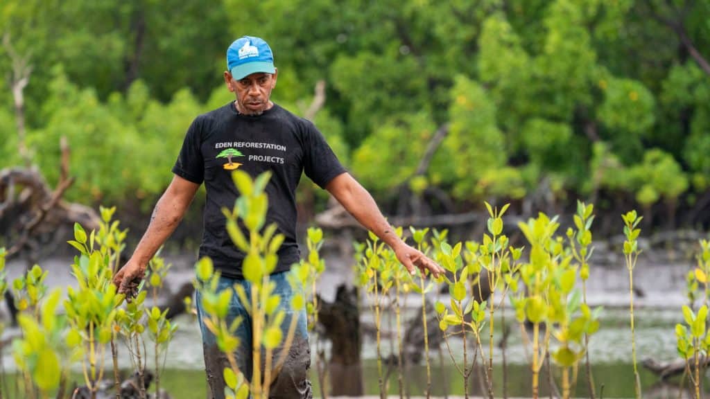 Restoring mangroves eco-friendly reforestation project man planting young mangrove seedlings in wetland area eden: people+planet environmental conservation.
